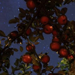 Apple Trees