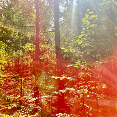 Paranoid @ 'Plugged Into Nothing'