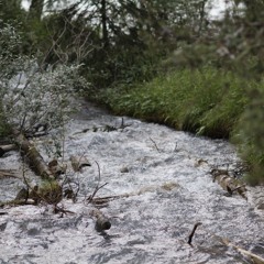 The Beam and the Forest