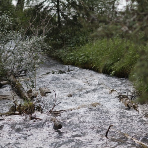The Beam and the Forest