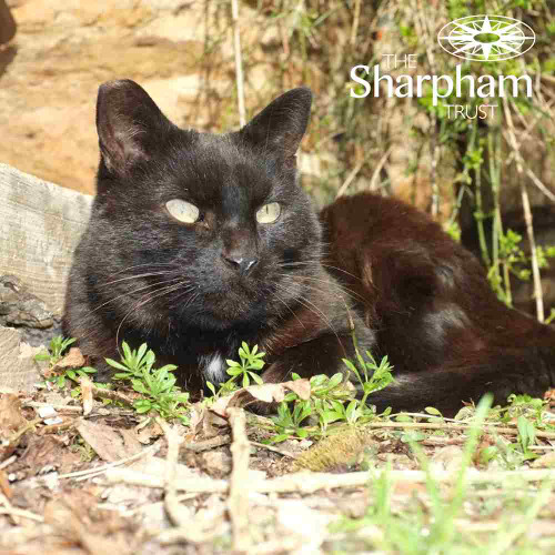 Nimbus by Sharpham Trust retreatant Ming