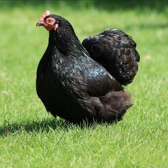 Little Black INYA
