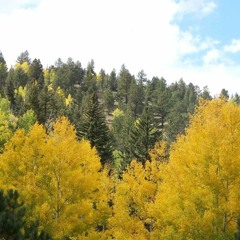 Aspen Leaves In Autom(original piano comp)