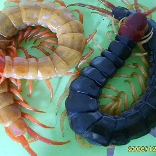 cotards solution sped up and echoed (will wood)