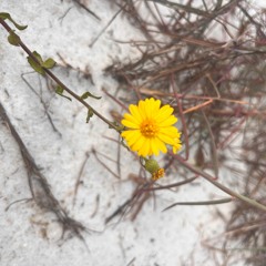 Grasping For Courage V