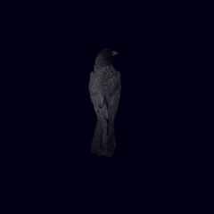 Musique sombre - "Corbeau Noir"