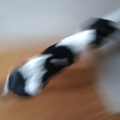 German Canine Waltz Time