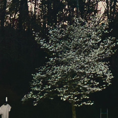 DOGWOOD