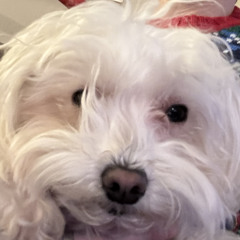 where-are the treats?.mp3