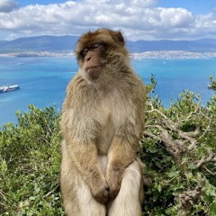 Bitche$WhoGotBitche$