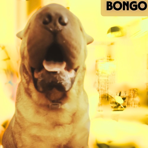 Bongo