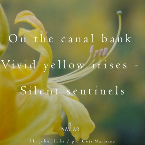 NLS - 2023 - 06 - 22  On The Canal Bank  ( Naviarhaiku 494 )