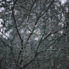 A warm wind blowing from the north