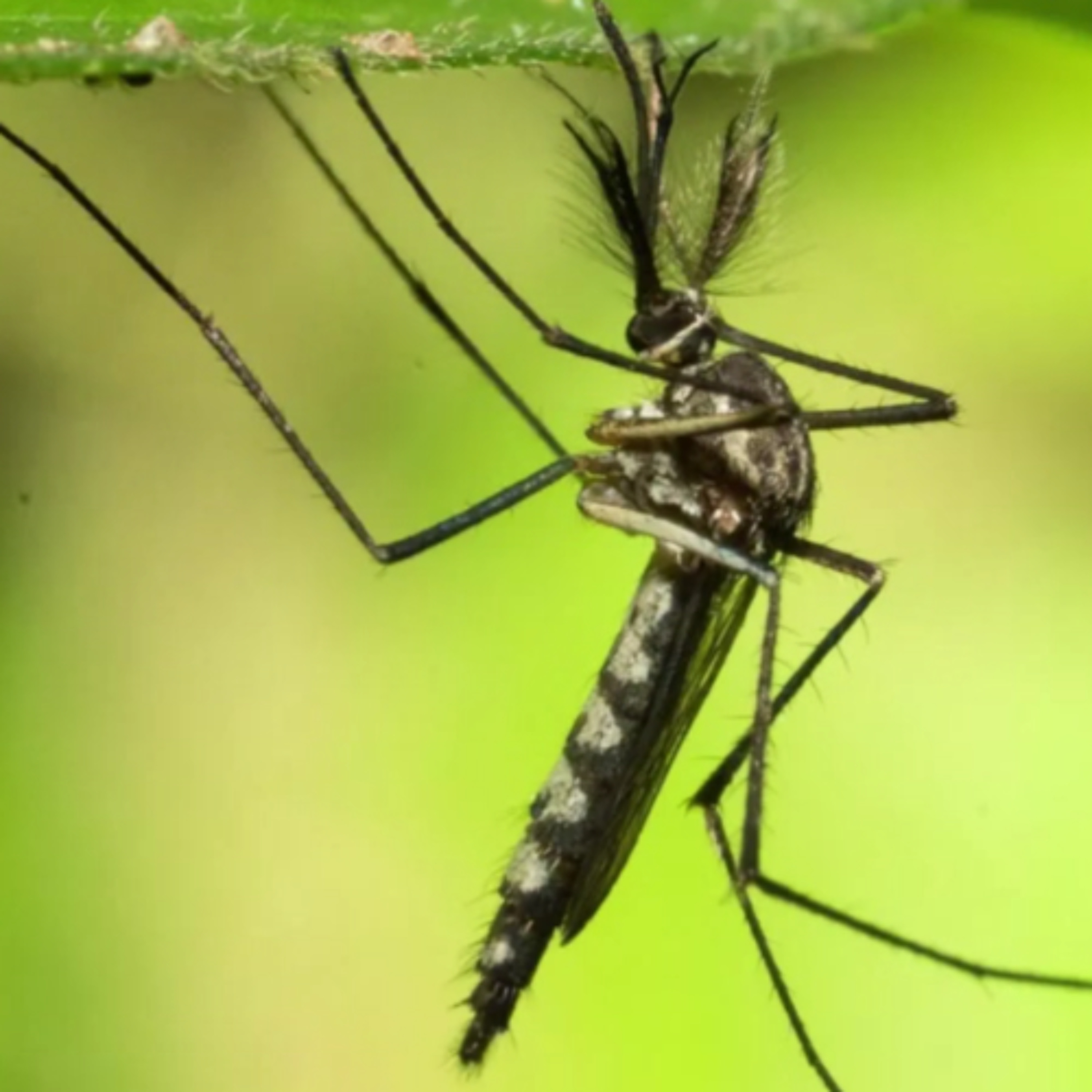 Forbidden Frequencies, Crashing the Cloud, Butt Photography, Meta Pirates Porn, TronTalk GIS900