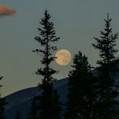 WALKING ON MOONLIGHT