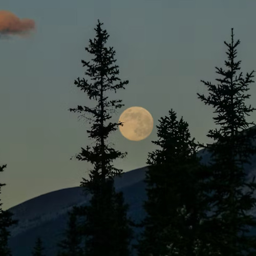 WALKING ON MOONLIGHT