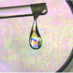 GATO VIVO GATO MORTO