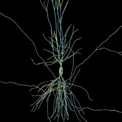 neuron