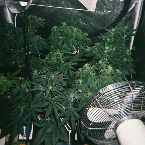 34 murphy - Tactique