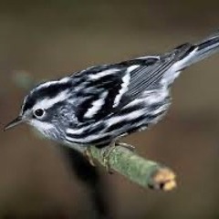 Sierra: Birds And Insects, Book 2. Black And White Warbler