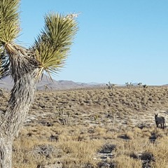 pictures of rainbows