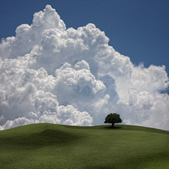 tree on a hill