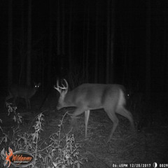 done hit a deer prod onehotnife