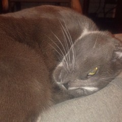 nope you're too late I'm already dead by wifiskeleton (remix)