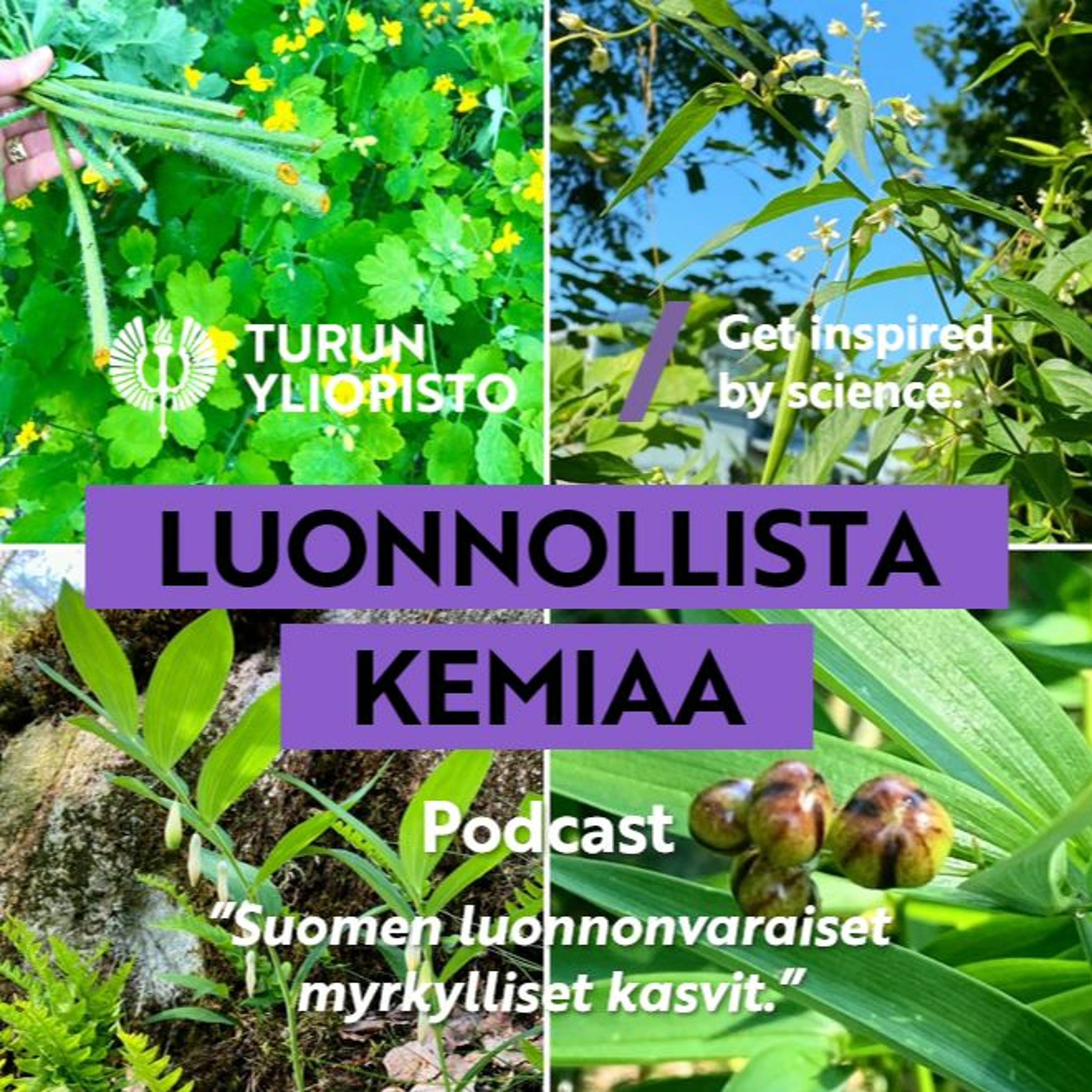 Luonnollista kemiaa: Suomen luonnonvaraiset myrkylliset kasvit episode artwork