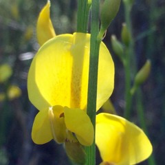Janesta's Opus