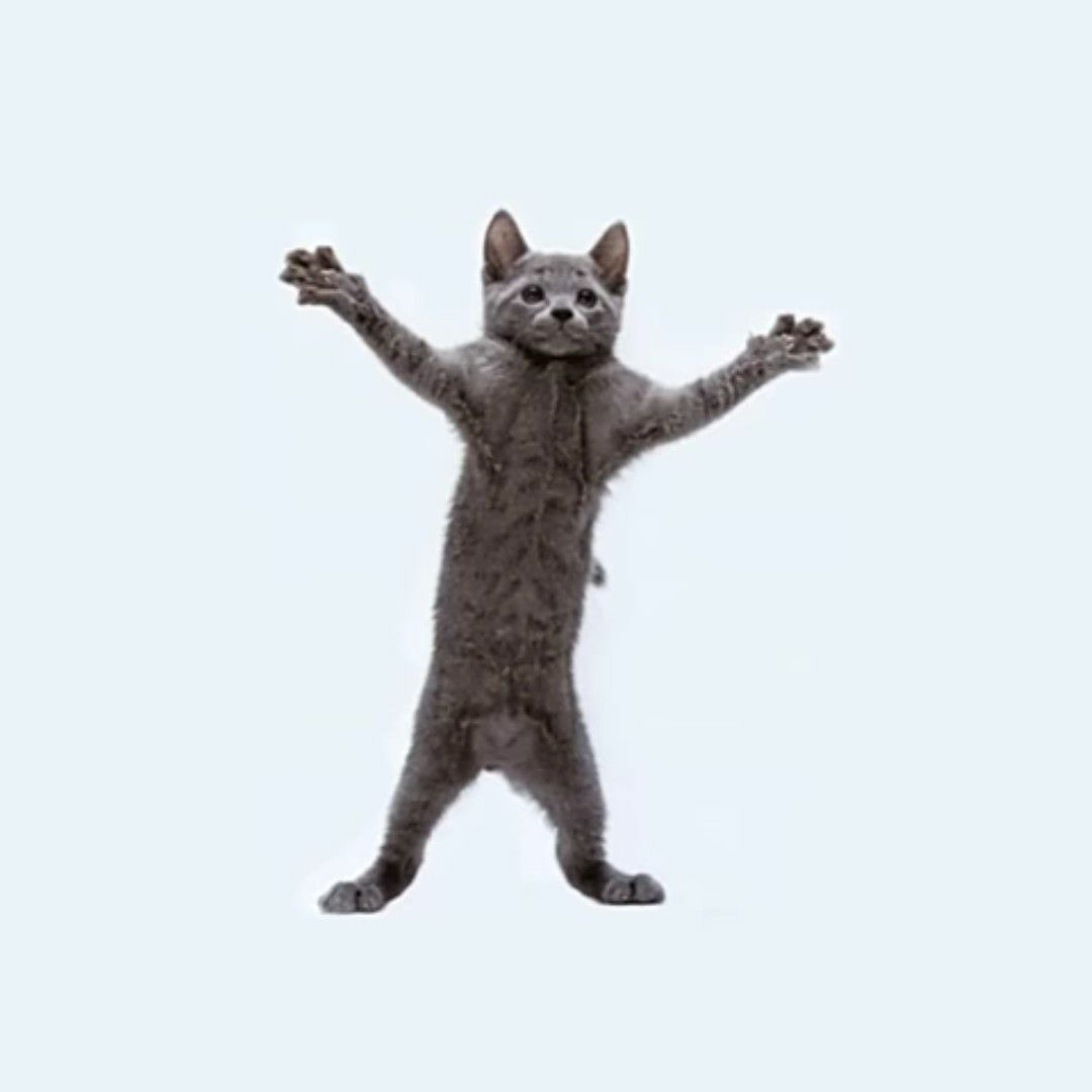 Кот танцует мем гиф