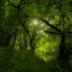 Fraktal Forest Festival 2025