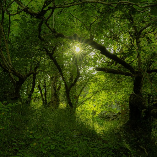 Fraktal Forest Festival 2025