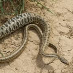 된장굵은뱀볶음탕