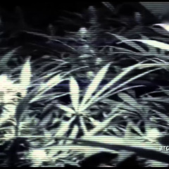 Błękit Policyjnych Lamp (feat. INSP) - Policja was Je*ie