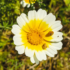 la colline aux marguerites (with translation)