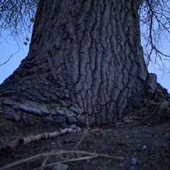 Angelina - Pinegrove cover