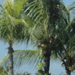 selamat pagi jangkrik