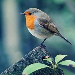 NLS - 2023 - 07 - 01 - Birds