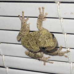 Gleamz ft. Ray Ban Sky