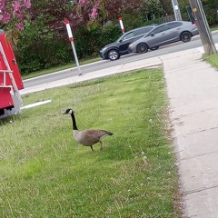 goose on my route