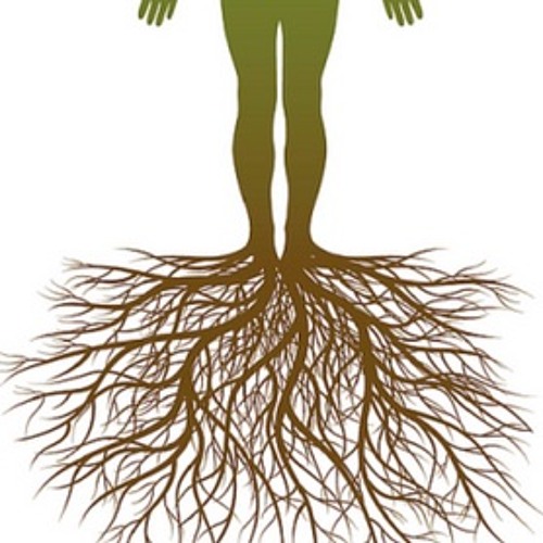 Корень женьшеня. Корень человек что это. Корень человек что это. Строение корня дерева. Мирини корень женьшеня.