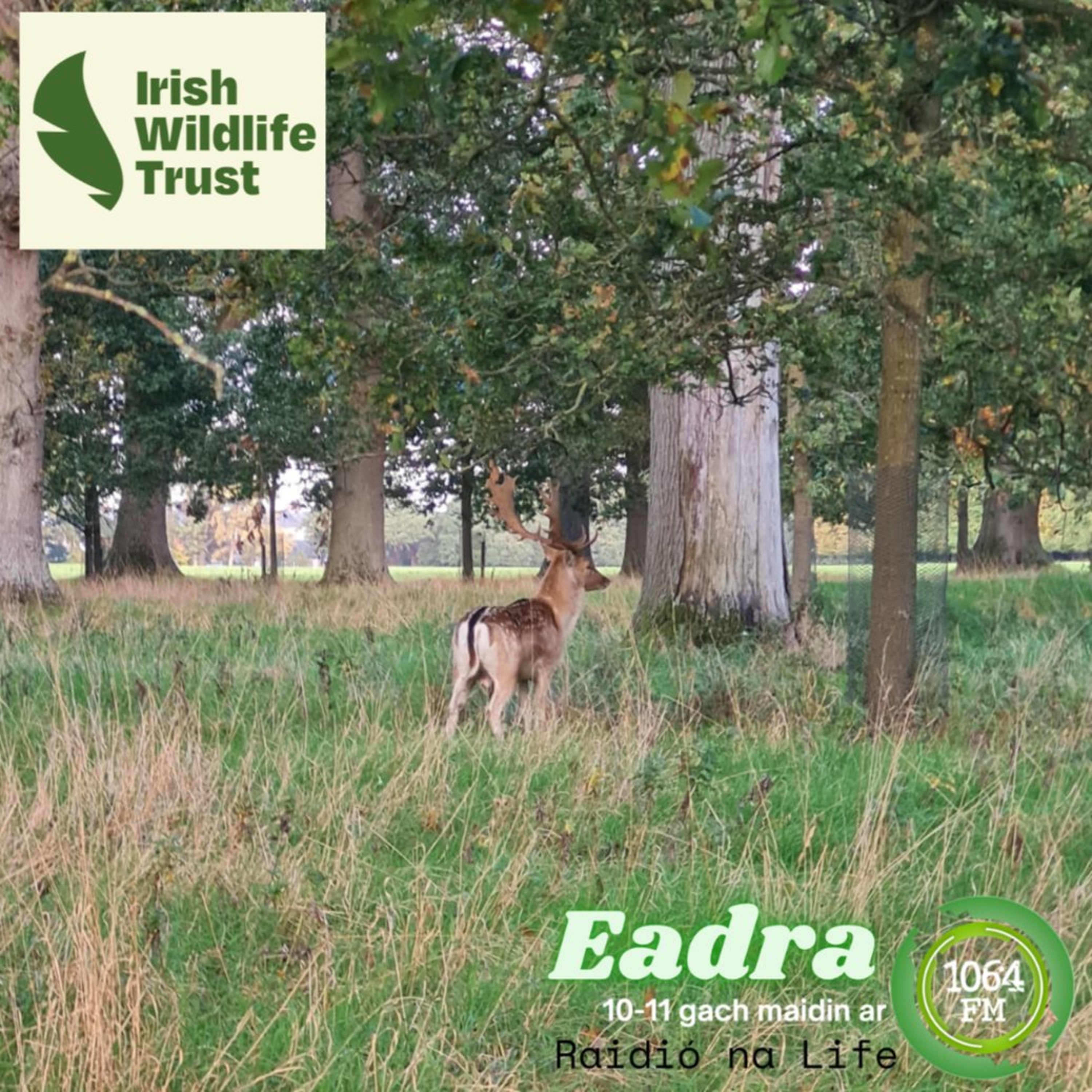 Oisín Ó Néill - Cúrsaí Bithéagsúlachta agus Fiadhúlra episode artwork
