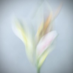 첫사랑의 아련 First love reverie