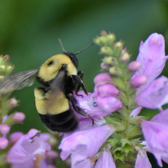 Native Plants Promote Biodiversity at Neighborhood Scale