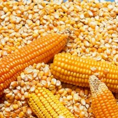 "La estratégica importancia de producir y exportar alimentos" - 26/JUL/23