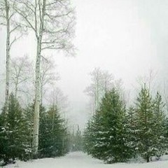 cyberian woods eternal winter