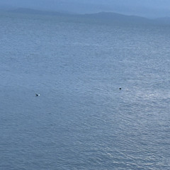 OG Status - Shash’U