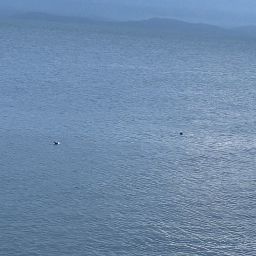 OG Status - Shash’U