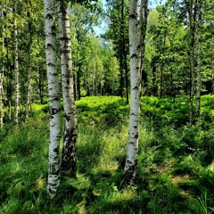 Weaver ( PL) - Deep forest ( organic deep house ) REC-2022-07-31